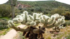 Кактус цереус