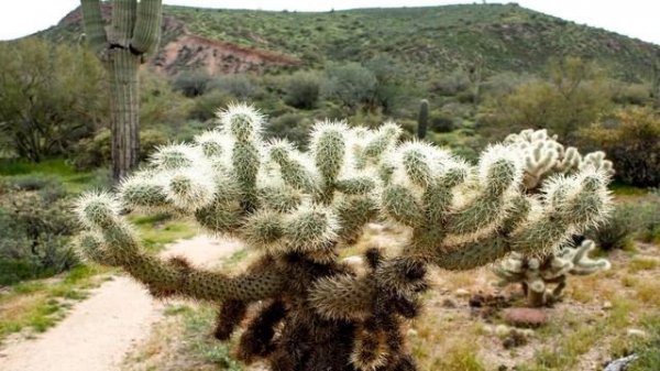 Кактус цереус