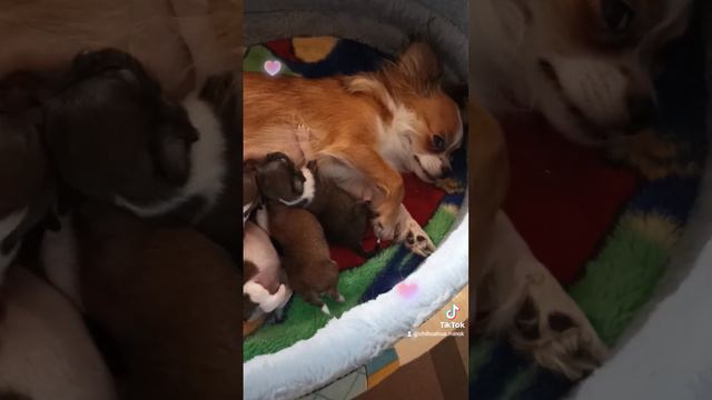 чихуахуа комочки - пирожочки смотреть онлайн