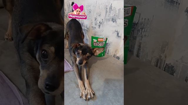 самые классные фото Бакса 🐶📸 смотреть онлайн