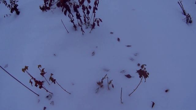 чёрная смородина селеченская 2 дача под Архангельском смотреть онлайн