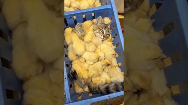 КОТИКИ и не только