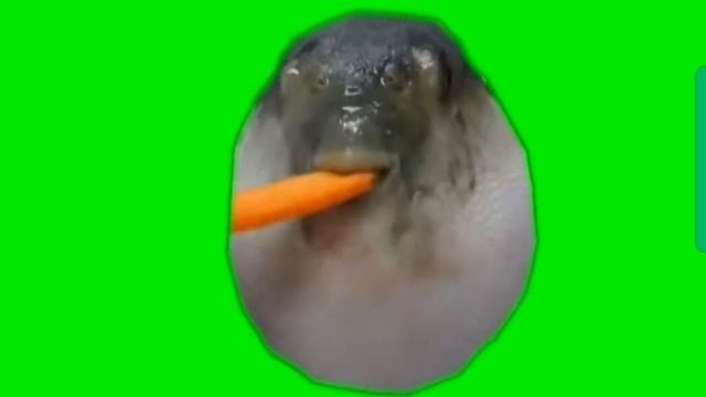 рыба_фугу_ест_морковь смотреть онлайн