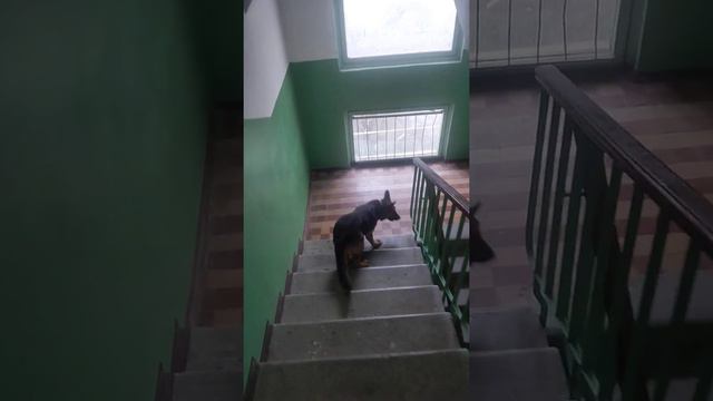 Моя собака боится призрака (не чистого духа) в подъезде !