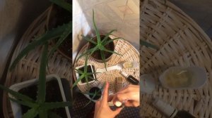 Тоник из сока алоэ за 1 минуту