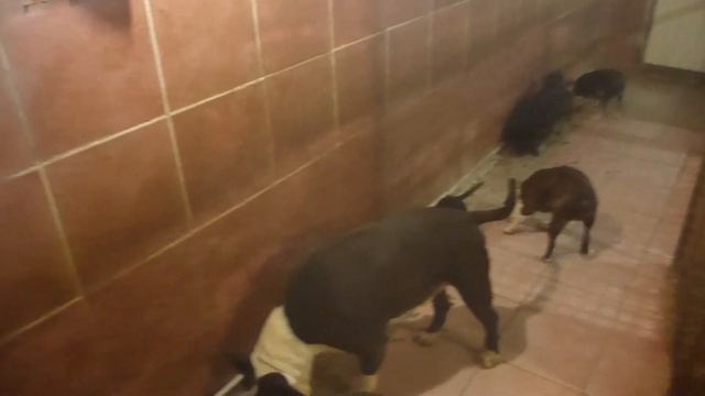 Шведский стол в псарне! Верное решение. смотреть онлайн