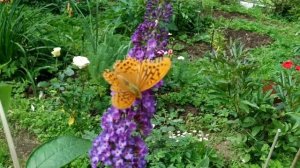 Буддлея Давида. Посадка и уход. Ленинградская область.