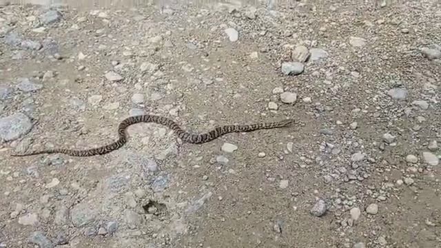 Амурский полоз.