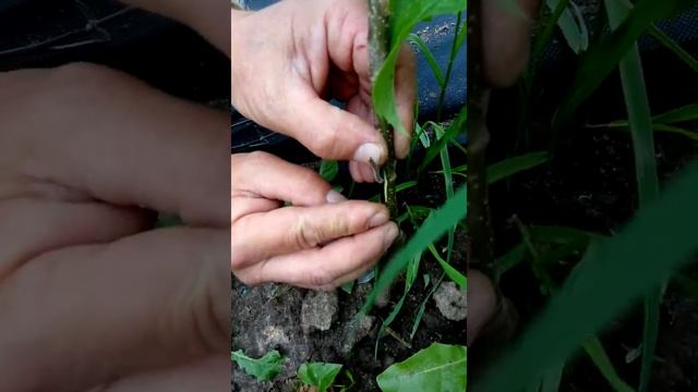 Методы прививки. Летняя прививка почкой вприклад. смотреть онлайн