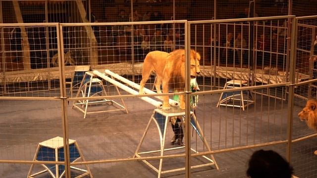 Цирк Воронежский 18 02 2023 г смотреть онлайн