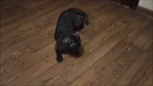 КАК ПОНЯТЬ ЧТО КОШКА ГОТОВА К ВЯЗКЕ  ПРИЗНАКИ И СИМТОМЫ