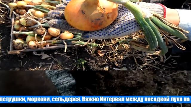 Правила и хитрости посадки лука-севка под зиму смотреть онлайн
