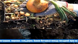 Правила и хитрости посадки лука-севка под зиму