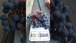 Мой урожай винограда сорт Юодупе, перспективный для Сибири