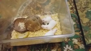 Разведение кормовых мышей