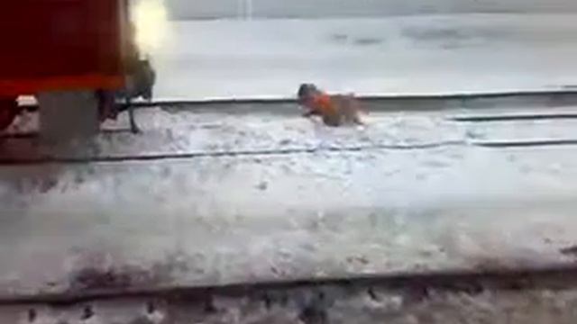 собака в сигнальном жилете.mp4 смотреть онлайн
