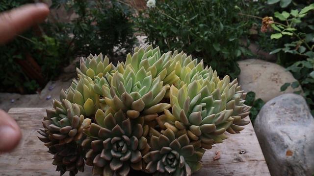 Cuidados de la Graptoveria melody смотреть онлайн