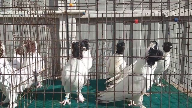 ПРОДАЮТСЯ головастики. Возможна доставка в регионы. VID 20200322 093842 смотреть онлайн