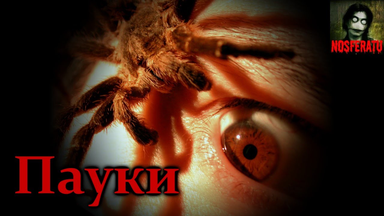 Истории на ночь - Пауки смотреть онлайн