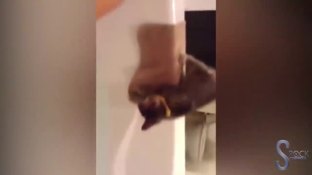 кошки и их веселые хозяева часть 1-я смотреть онлайн