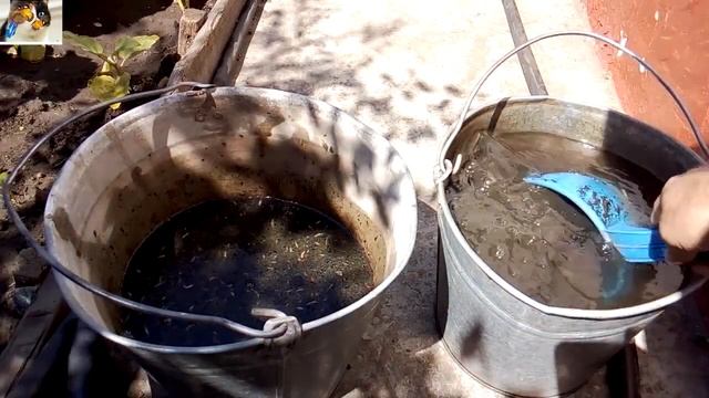 Подкормка ремонтантной клубники куриным пометом смотреть онлайн