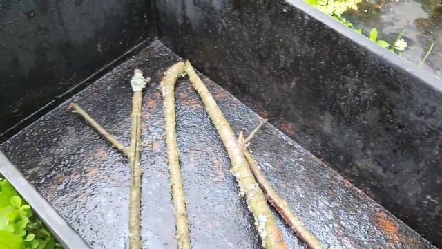 ОЧЕНЬ ВКУСНО И ЛЕГКО ЗАКОПТИТЬ СВИНИНУ. смотреть онлайн