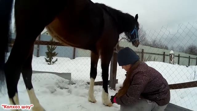 Чистим и седлаем лошадь смотреть онлайн