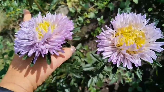 Астры Хризантелла