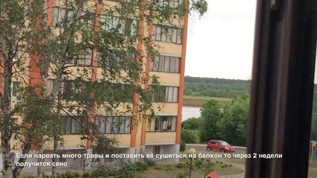 Как ухаживать за морской свинкой?; Чем кормить морскую свинку? смотреть онлайн