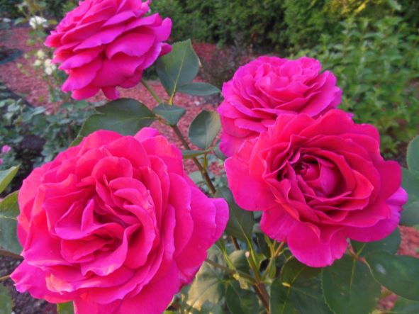 РОЗЫ ПОЧЕРНЕЛИ. ЧТО ДЕЛАТЬ? смотреть онлайн