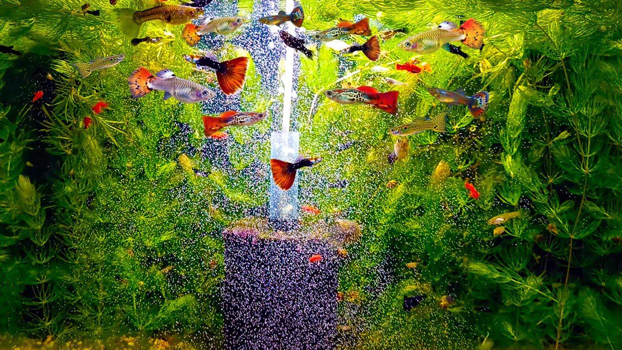 Кормление аквариумных рыбок разными кормами смотреть онлайн