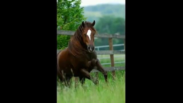 Конный спорт ♥♥ смотреть онлайн
