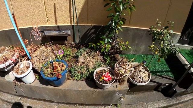 Как живут японцы. Японские дома и парки. смотреть онлайн