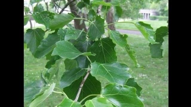 Populus x canescens смотреть онлайн