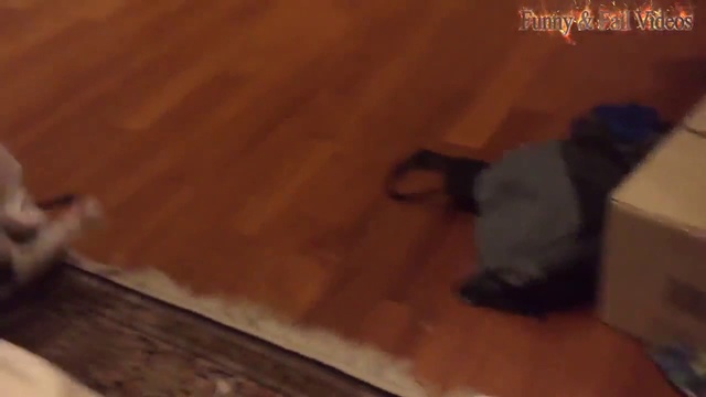 кошки запутались в пакетах смотреть онлайн