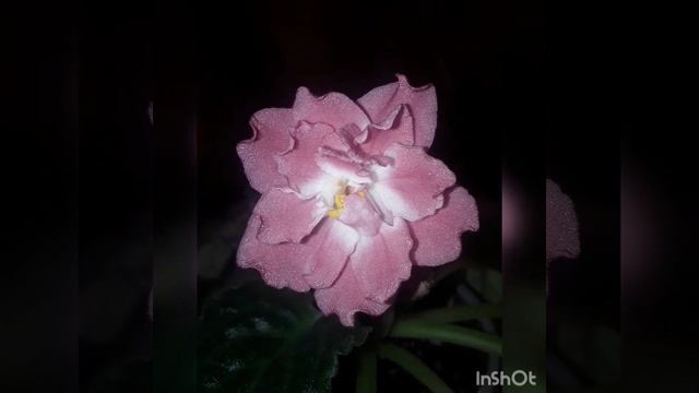 ???РМ - Свет Восходящего Солнца. Фиалка. смотреть онлайн