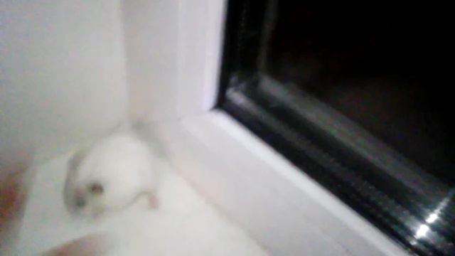 Моя безобразница\мой хомяк Хомка\обсикалась во время видео? смотреть онлайн