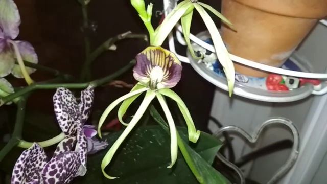 encyclia cochleata смотреть онлайн