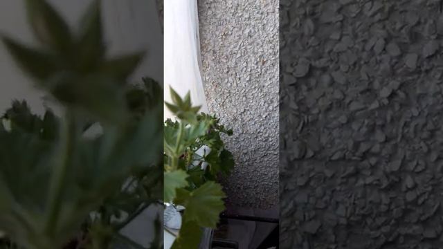 пеларгонии и петунии на балконе смотреть онлайн