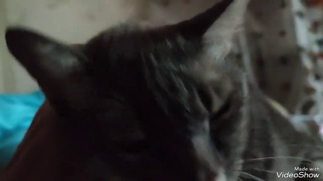 #кошка обычная европейская короткошерстная Моя любимая домашняя смотреть онлайн