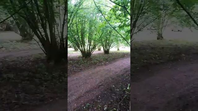 Kayo Quad 125cc Vs Kazuma