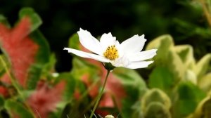 24 февраля Власьев День. Что нельзя делать 24 февраля. Народные традиции и приметы.