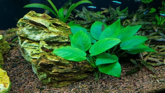 Вьетнамка, ксенококус, нитчатка 2 часть смотреть онлайн