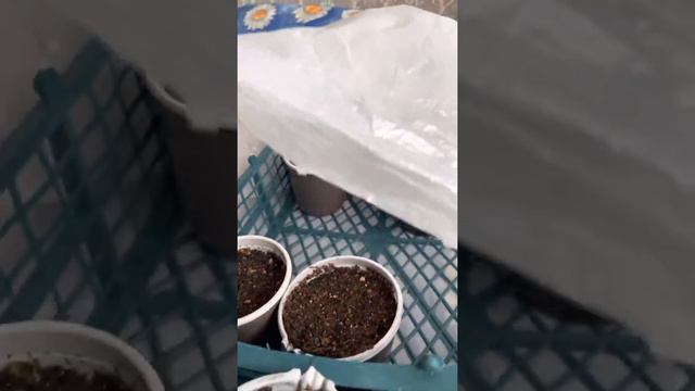 Первые всходы 🍅🍅🍅 смотреть онлайн