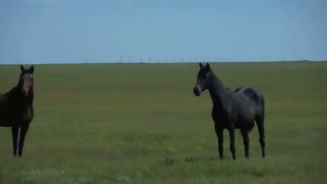 Мустанги в Калмыцкой степи смотреть онлайн