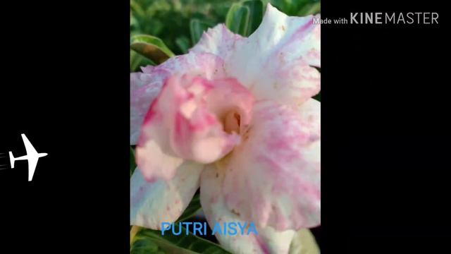 MENGOLEKSI VARIOUS ADENIUM ROSE FLOWERS... #SALE смотреть онлайн