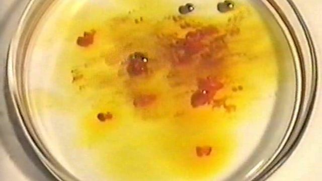 ЖИВЫЕ КАПЛИ РТУТИ.ФИЗИКА.ХРОНИКА смотреть онлайн