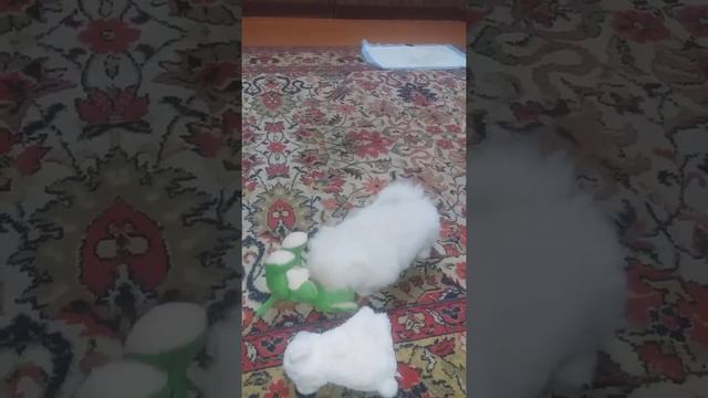 Каспер. Искуственно выкормленный щенок пекинеса смотреть онлайн