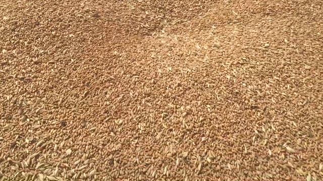 Продажа пшеницы! Отгрузка зерна! Обстоятельства или кто, украл зерно! смотреть онлайн