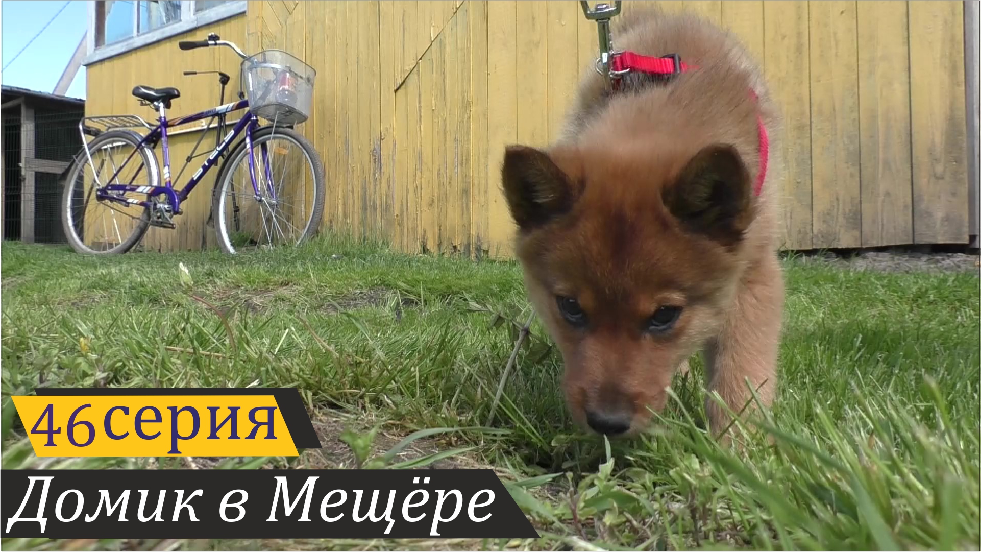 Гибель Аськи, поездка в Углич за новой собакой. Домик в Мещёре, серия 46 смотреть онлайн